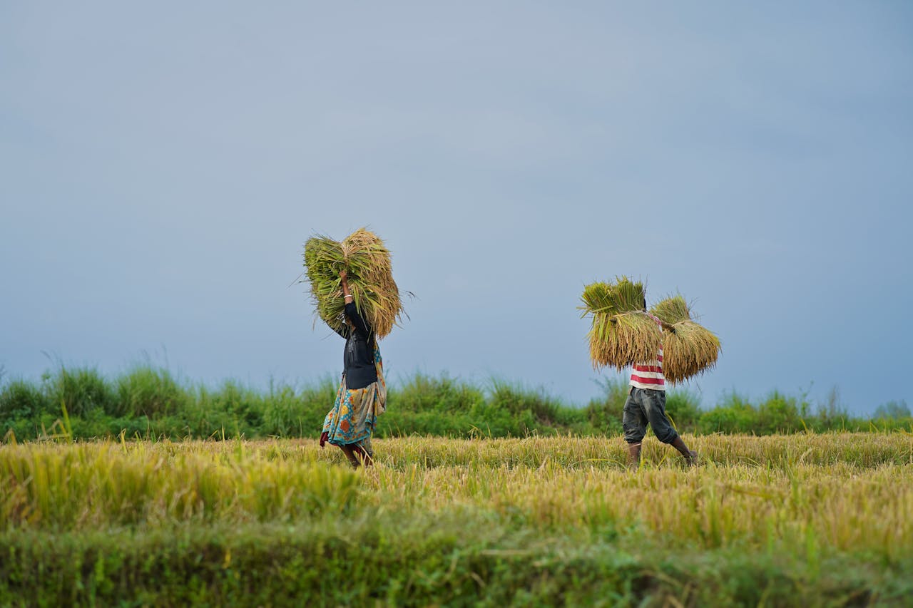 Capture the sustainable charm of Hung Yen’s eco-tourism